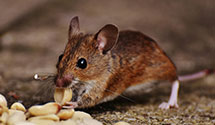 24 Hour & Emergency Exterminators in Lake Of The Pines, CA